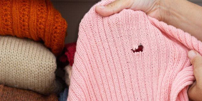 Mottenloch-im-Pullover - Kleidermottten bekämpfen : So erkennt man Motten und wird sie wieder los